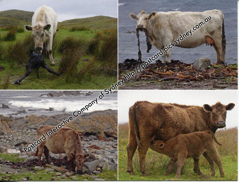 King Island - Cow Farming